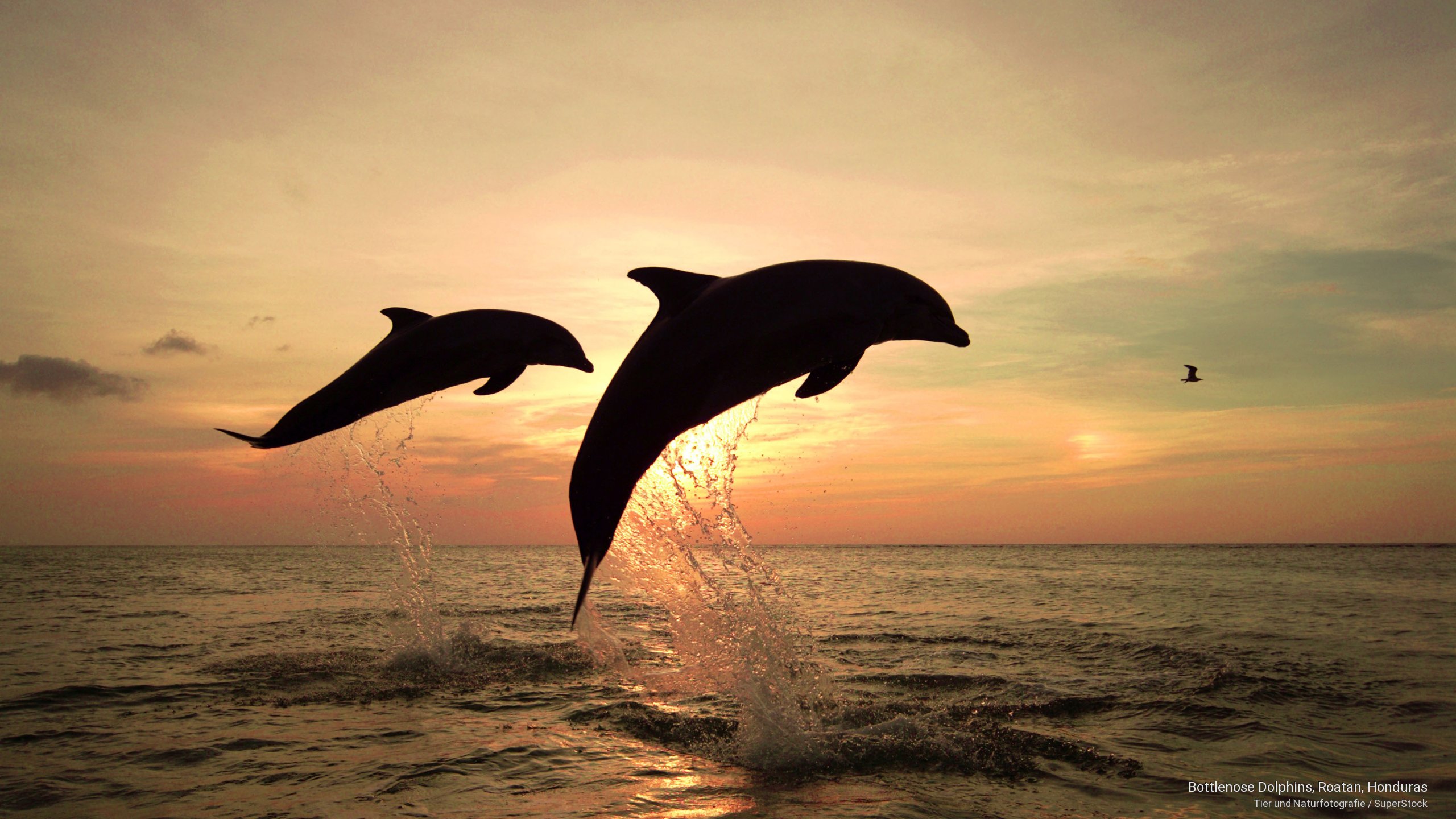 Webshots Bottlenose Dolphins Roatan Honduras