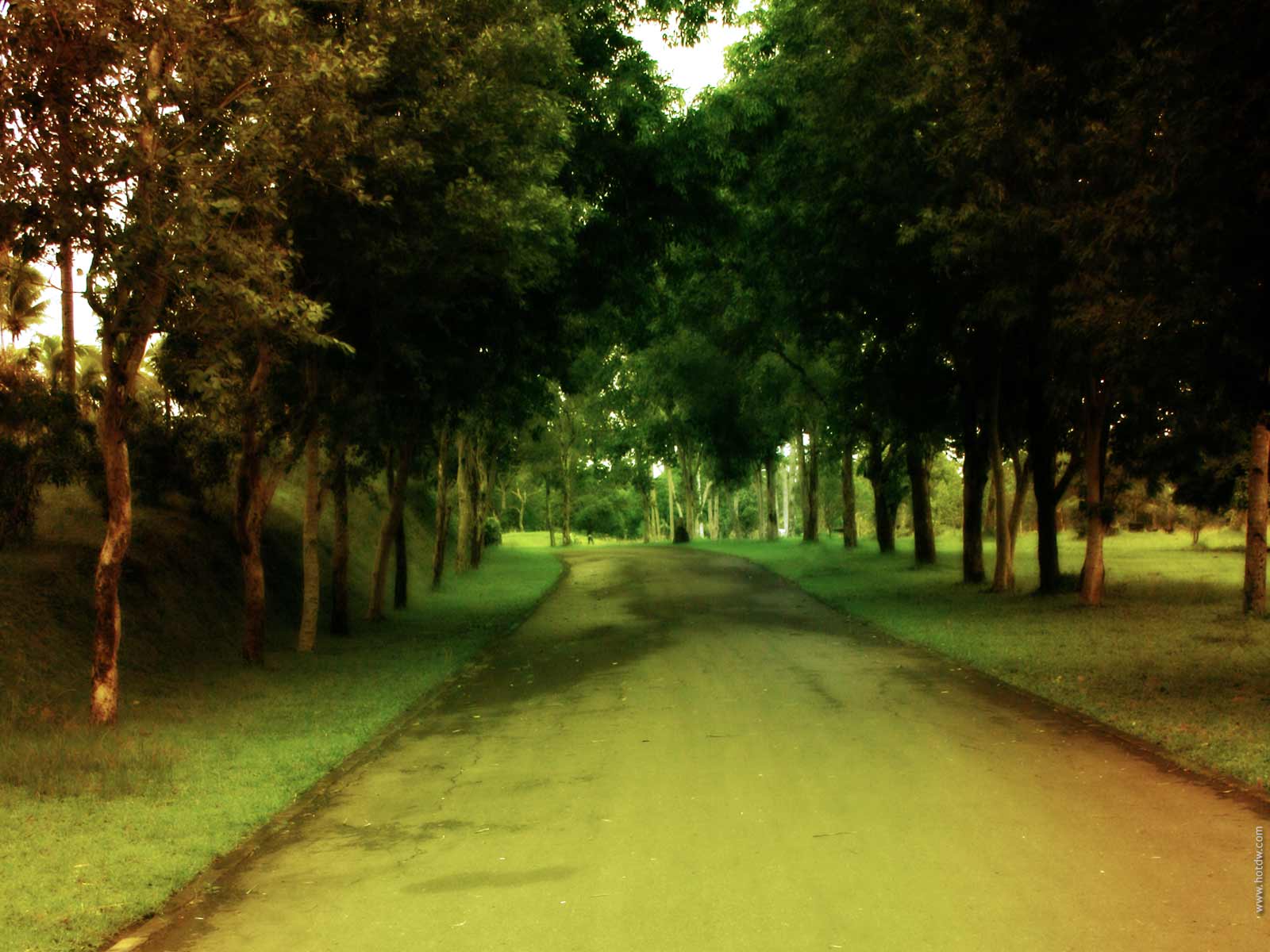 Nature Background Wallpaper Green Road