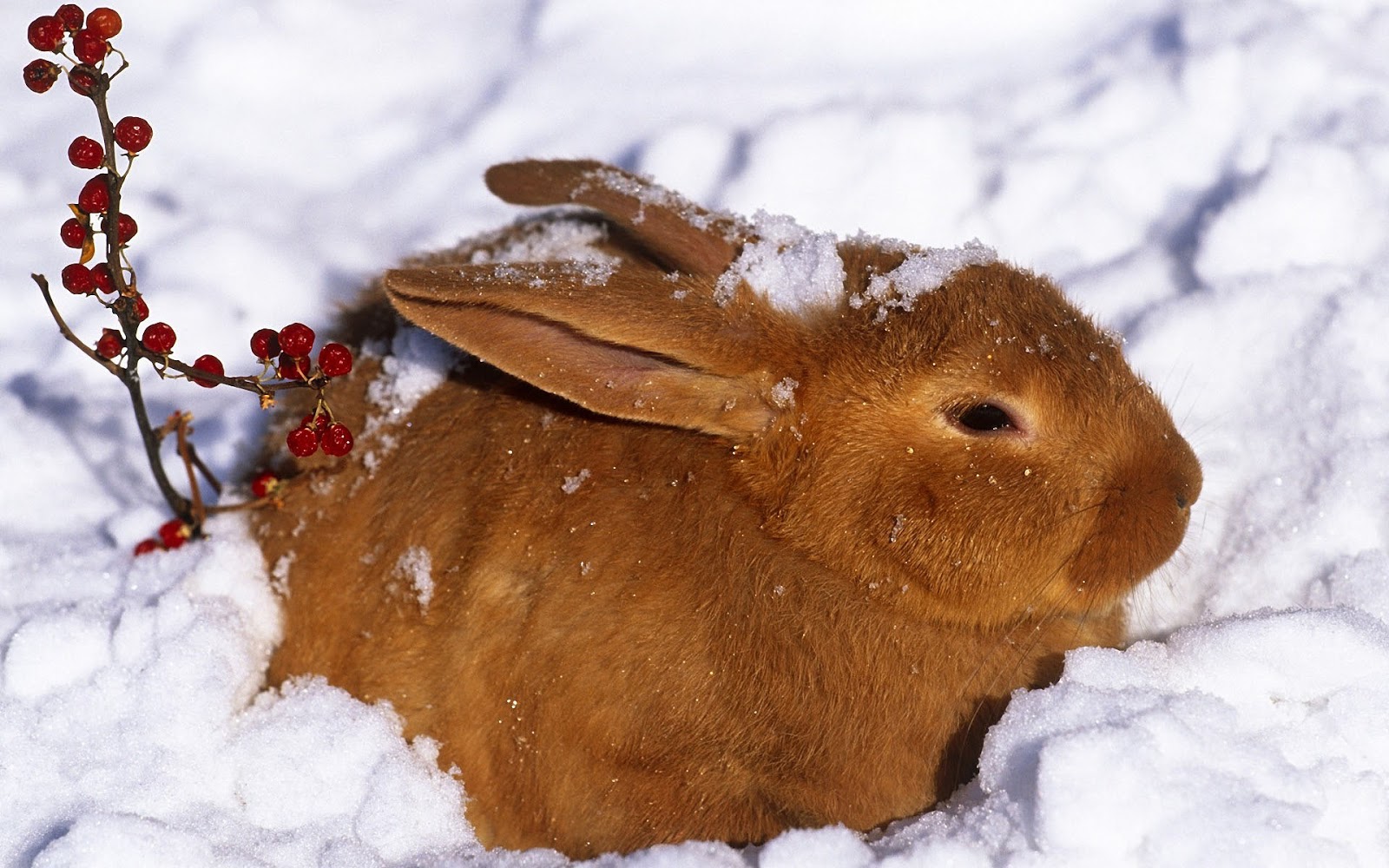 Wallpaper Of A Brown Rabbit In The Snow HD Animals