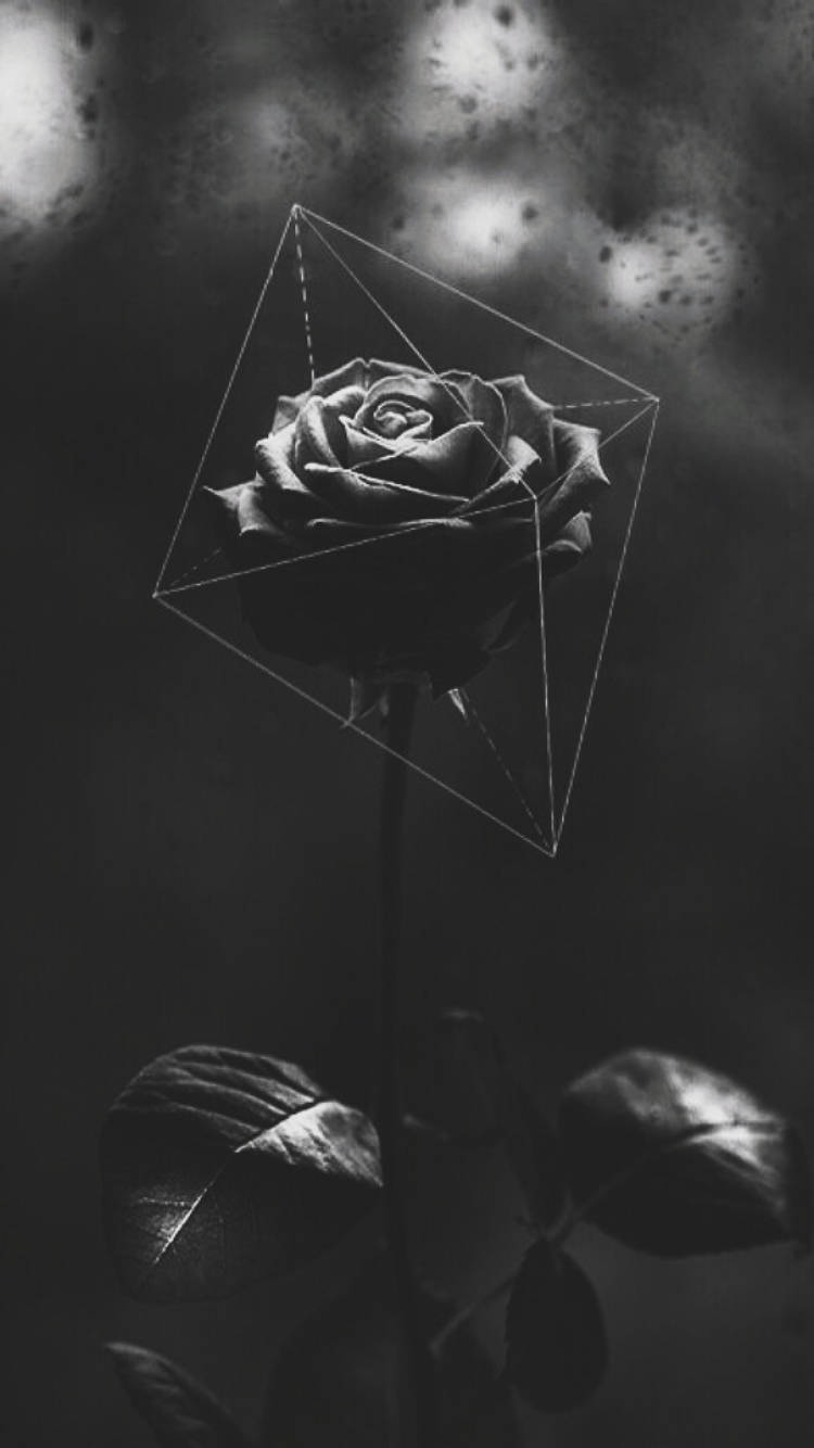 Top Black Rose iPhone Wallpaper Full HD 4k To Use