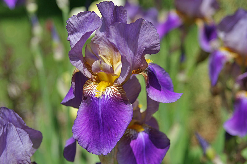 Wallpaper Yellow And Purple Bearded Iris