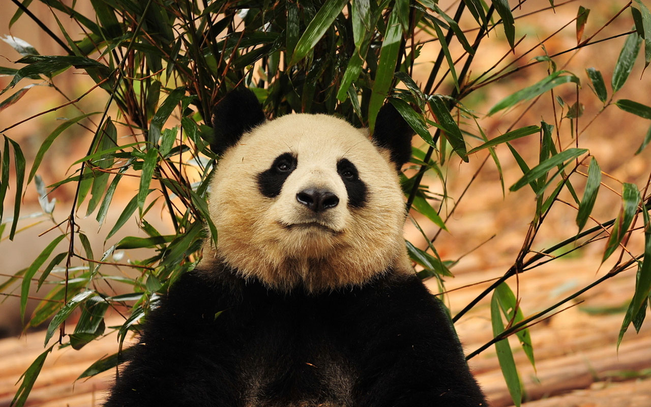 Photography of wild giant pandas in the bamboo forest