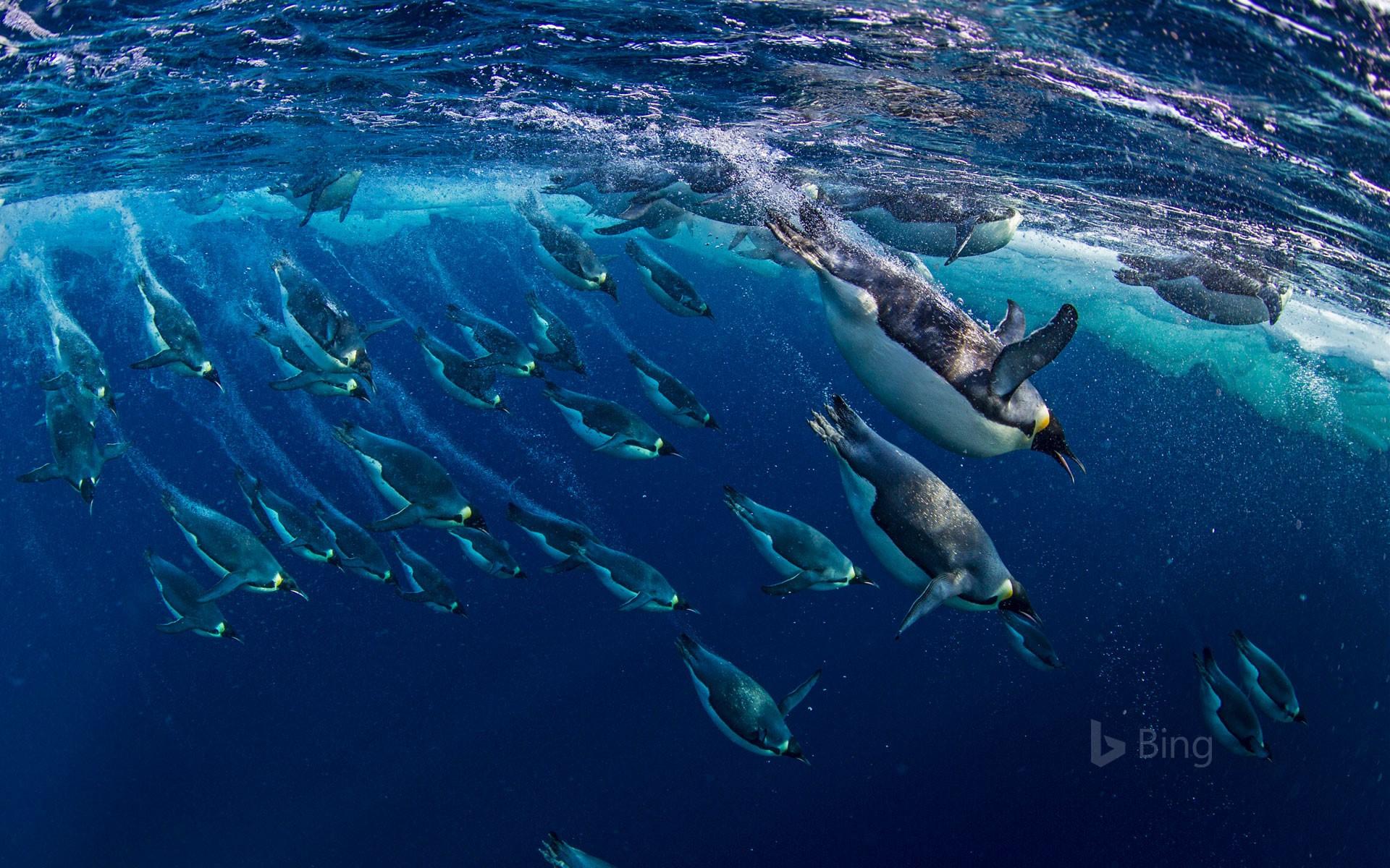 Bing Has A Penguin Themed Cool Wallpaper That You Can