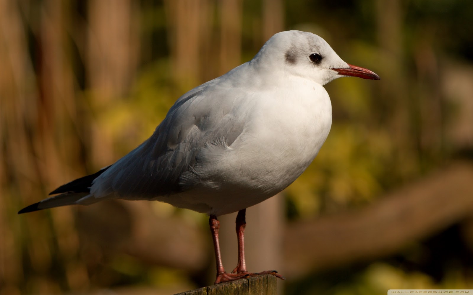 White Seagull Bird Scenery Desktop