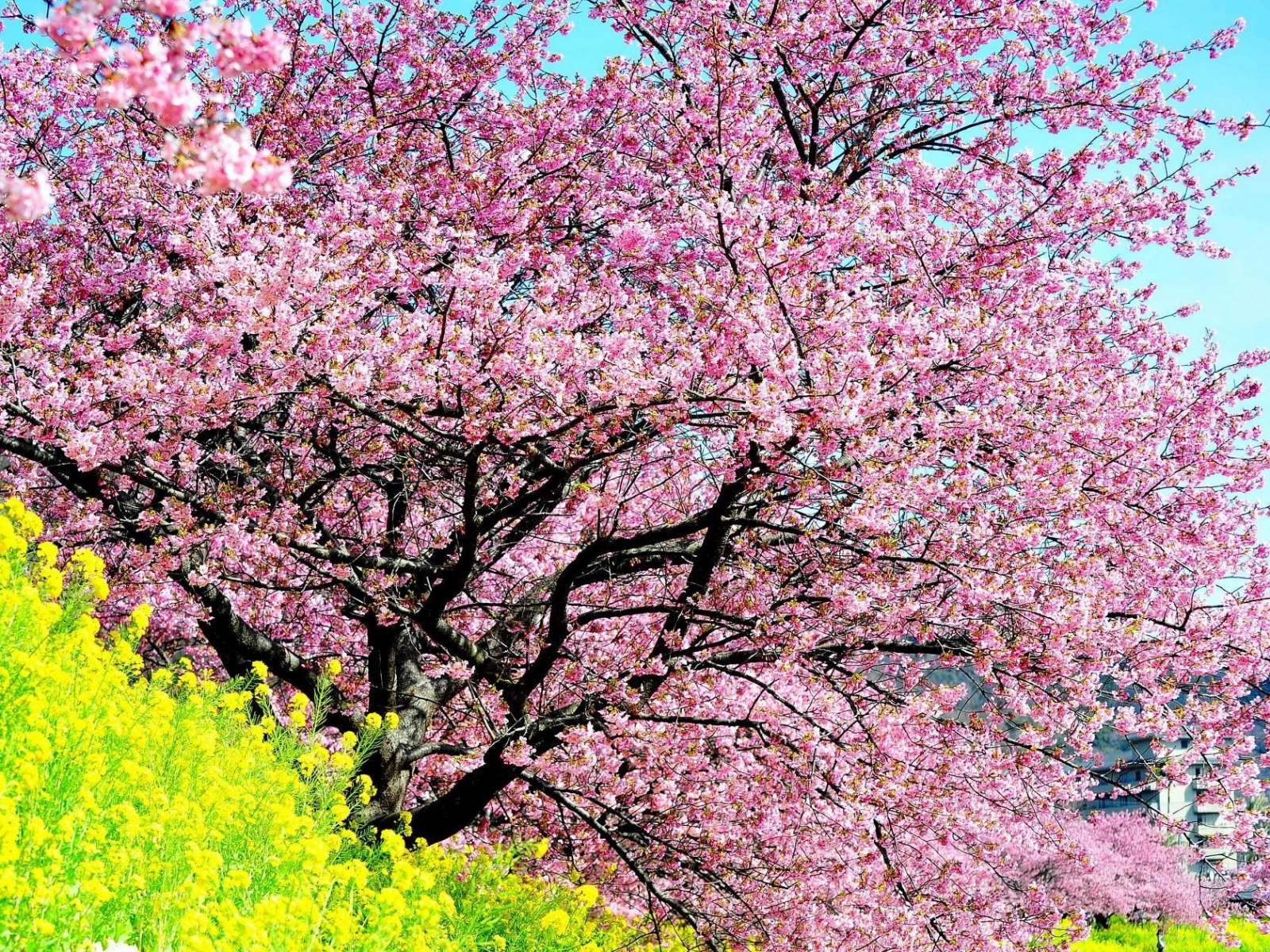 Wallpaper Cherry Blossom Tree Spring Slope