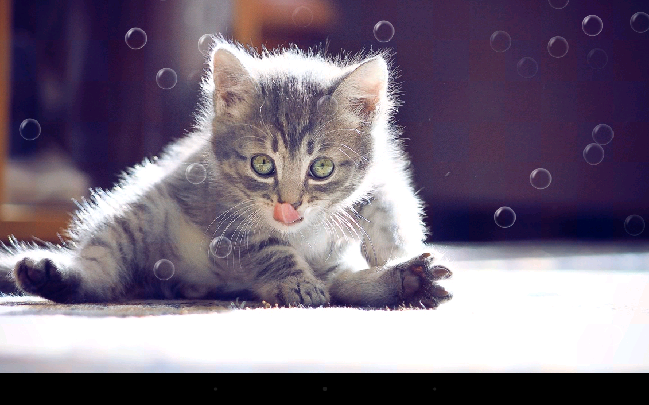 3D Cute Cat Live Wallpaper Download
