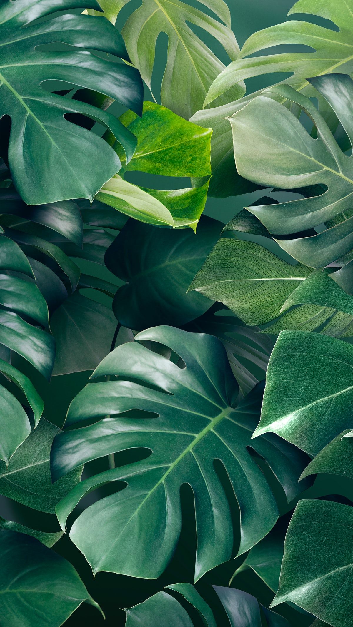 Premium Image Of Green Monstera Leaves Background Design Resource By Adjima About Wallpaper