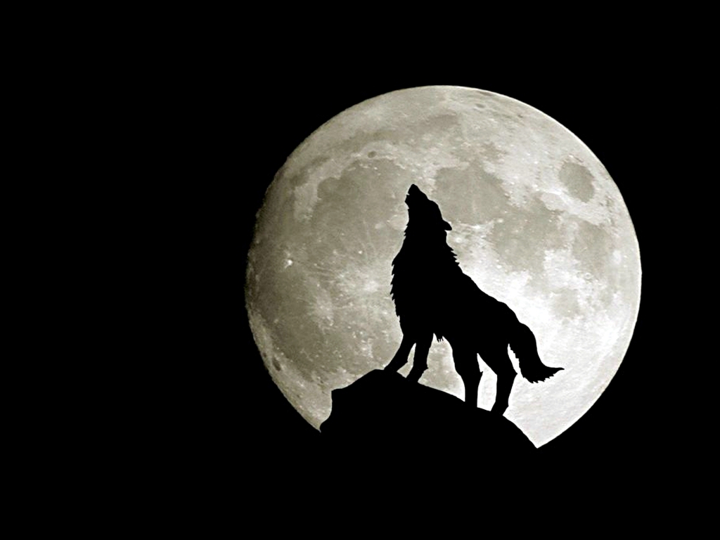 Howling Wolf Wallpaper Desktop