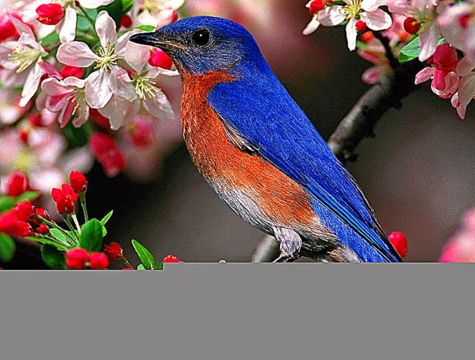 Cute Blue Bird On The Flower Wallpaper Photos Of Birds HD
