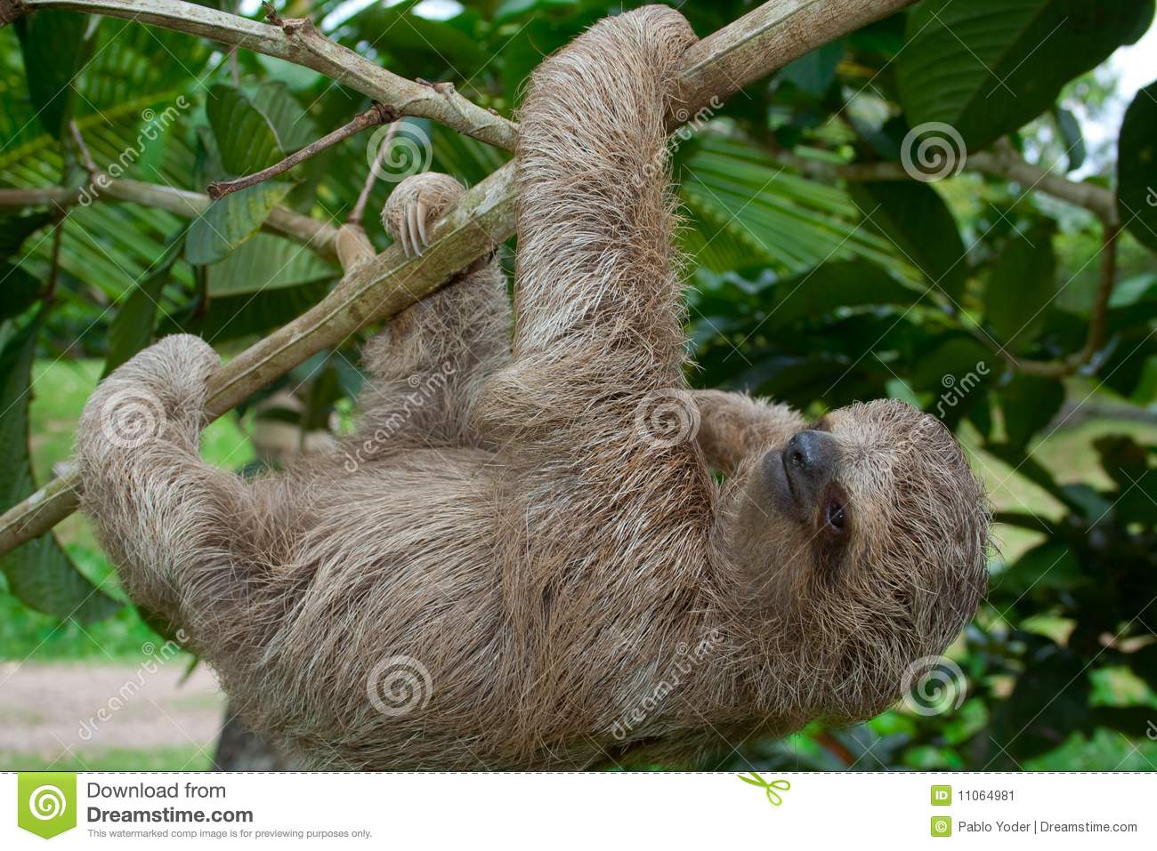 Three Toed Sloth With Baby Corcovado National Wallpaper
