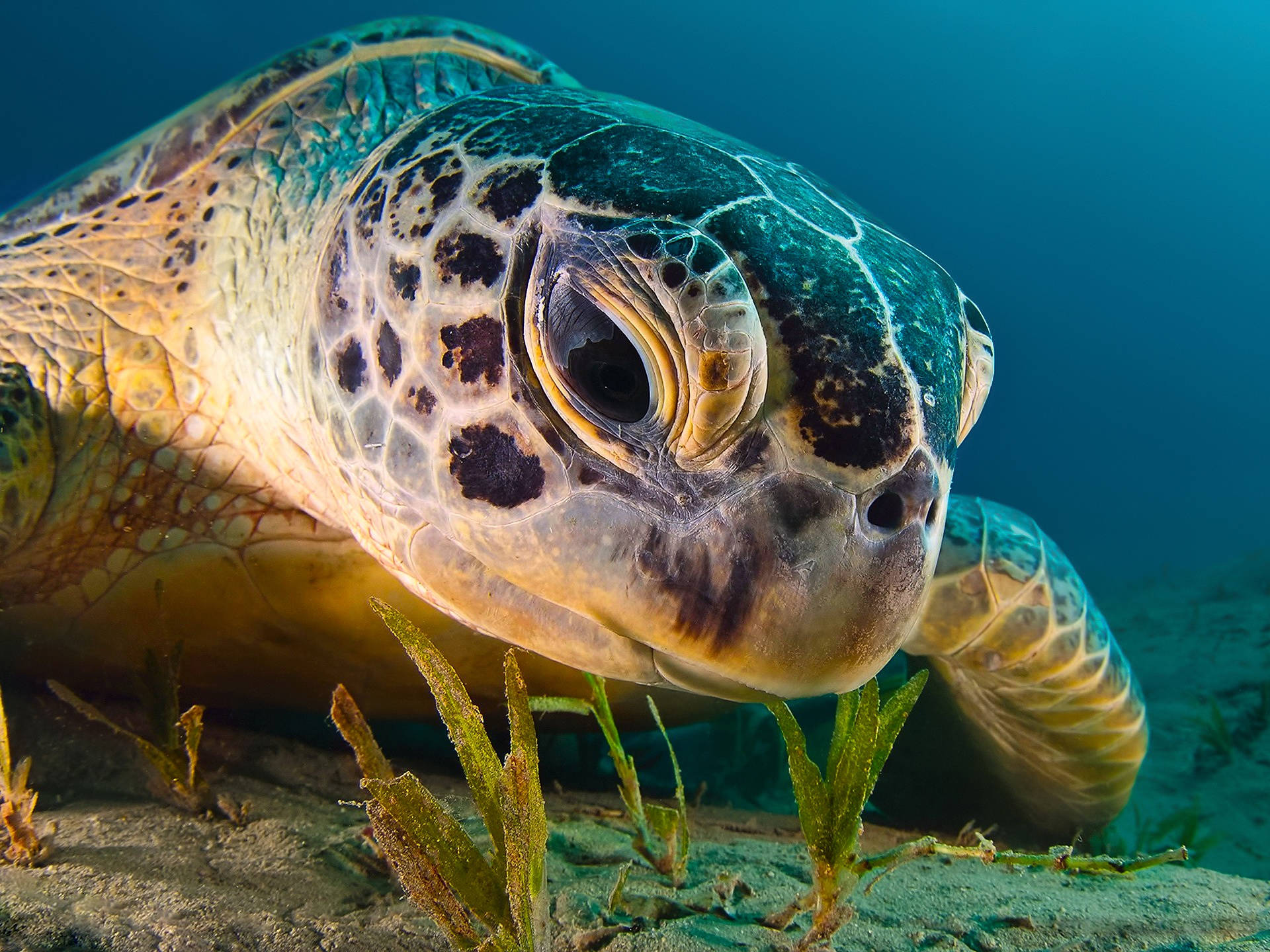 Cute Turtle Wallpaper