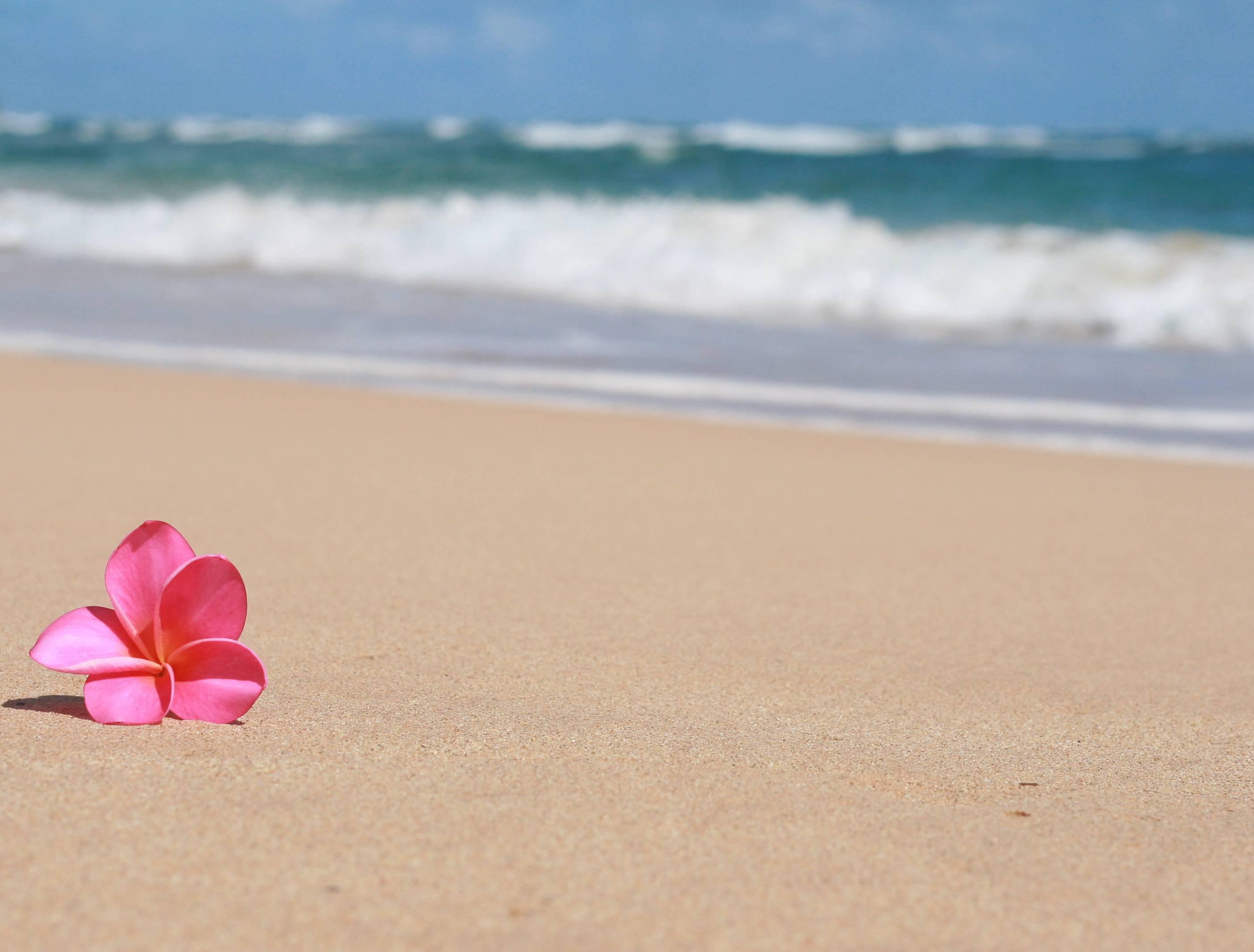 Beautiful Frangipani Plumeria Tropical Flower On Sandy Beach Hawaii Hq
