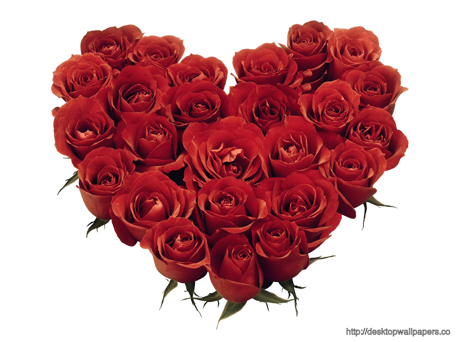 Beautiful Love Rose Flower Wallpaper Desktop