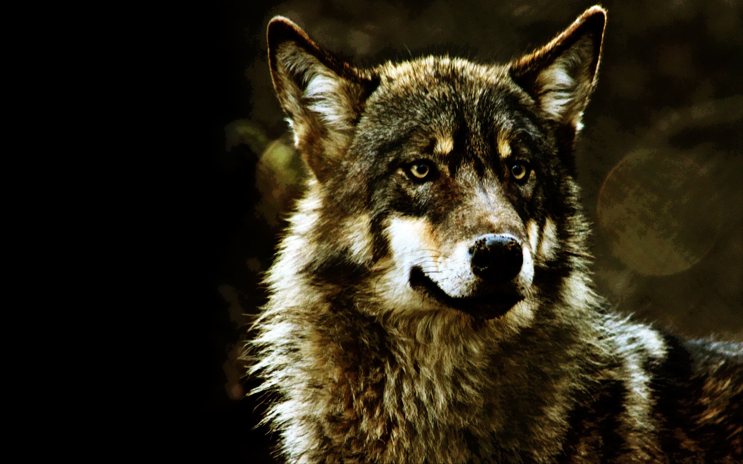 Black Wolf HD Wallpapers Download Black Wolf Desktop HD