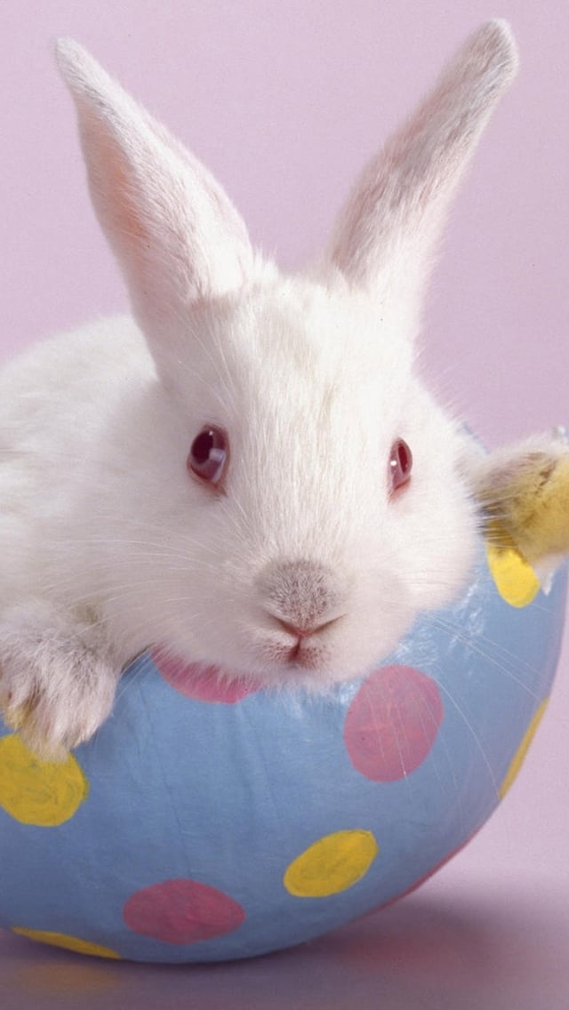 Free Download Cute Easter Bunny iPhone 5 HD Wallpapers Free HD