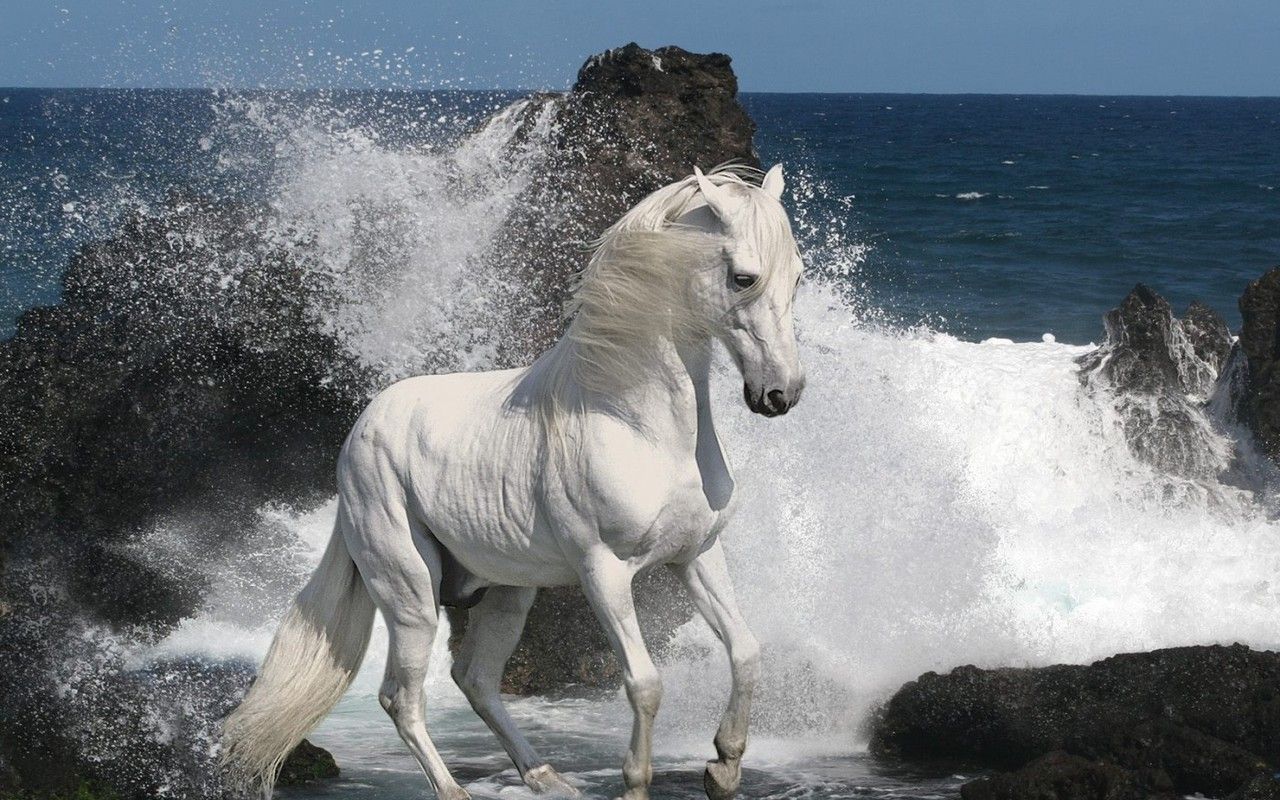 Horses Wallpapers 187 Blog Archive 187 White Horse Waves 1280x800