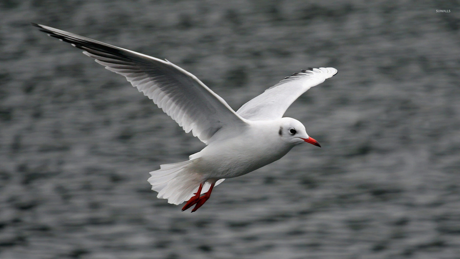 White Seagull Flying Wallpaper Animal