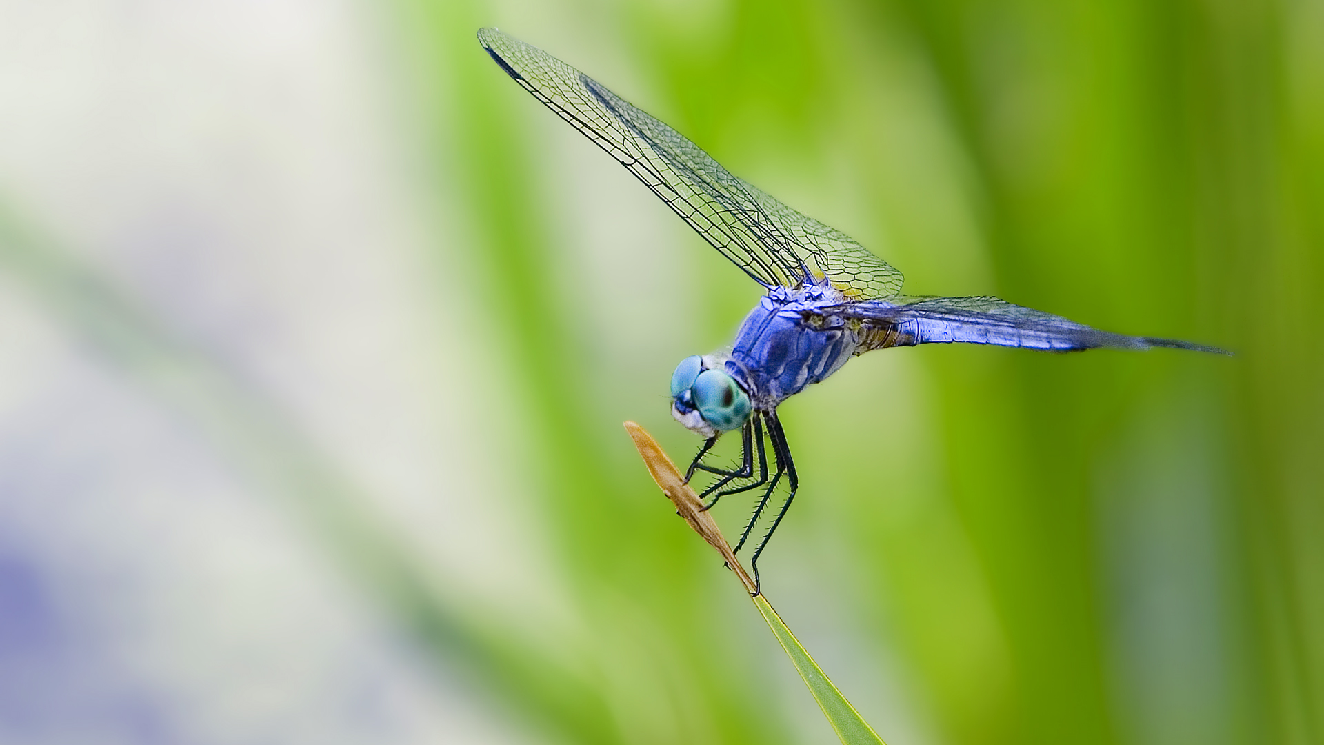 Home Animal Insect Dragonfly HD Wallpaper Car Pictures