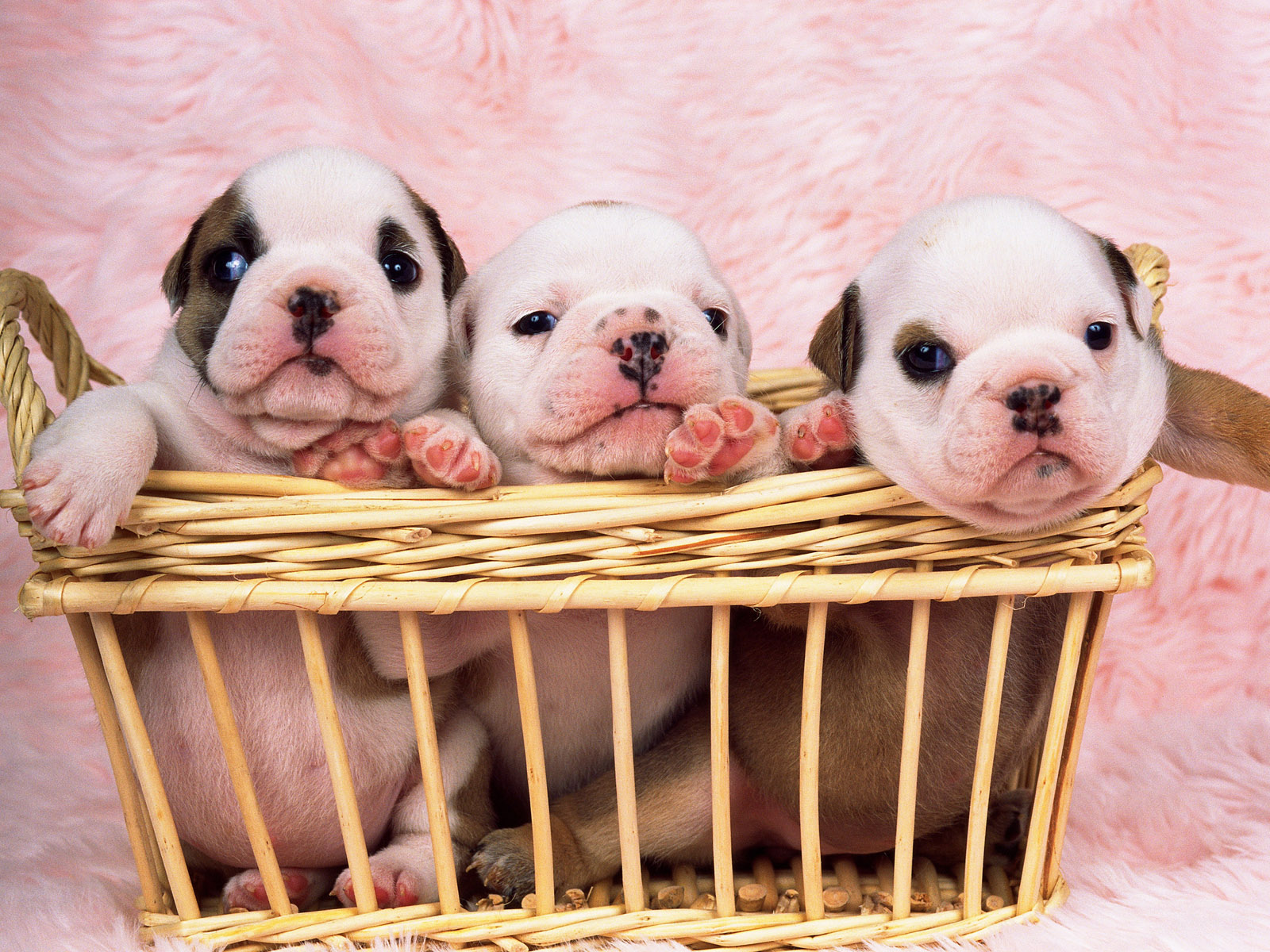 English Bulldog Desktop Wallpaper