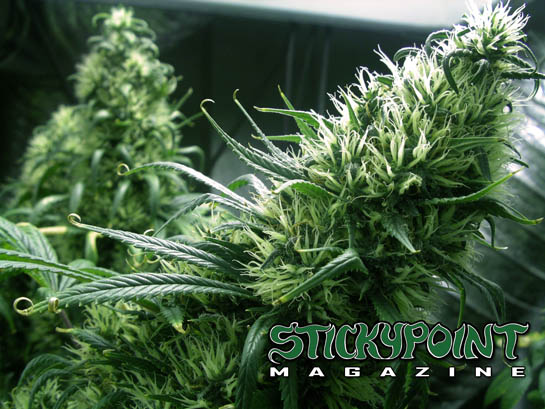 Cannabis Wallpaper Stickypoint Magazine