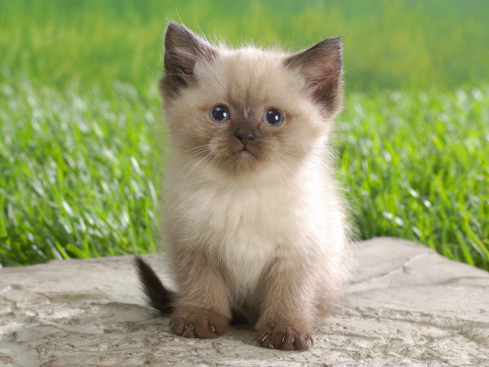 Tags Cat Pics Kittens The Himalayan Is A Breed Of Long