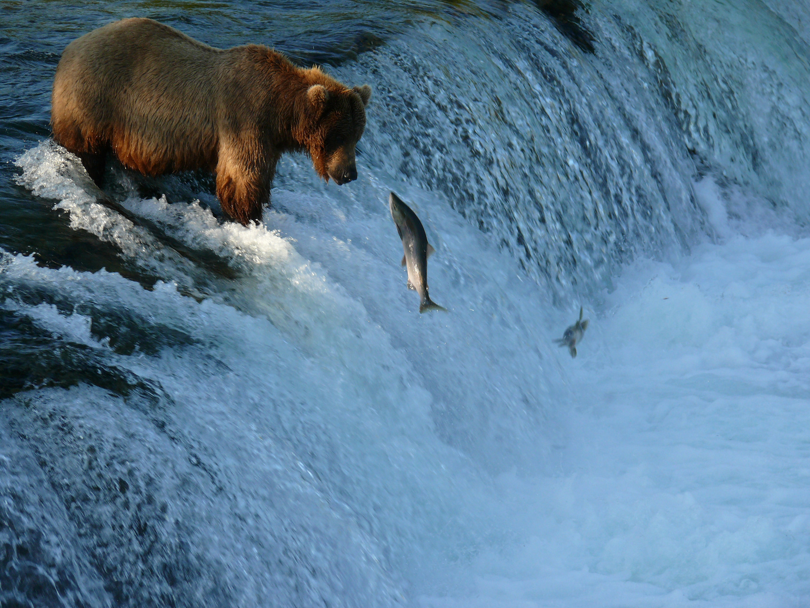 Salmon Fish River Waterfall Bear Y Wallpaper Background