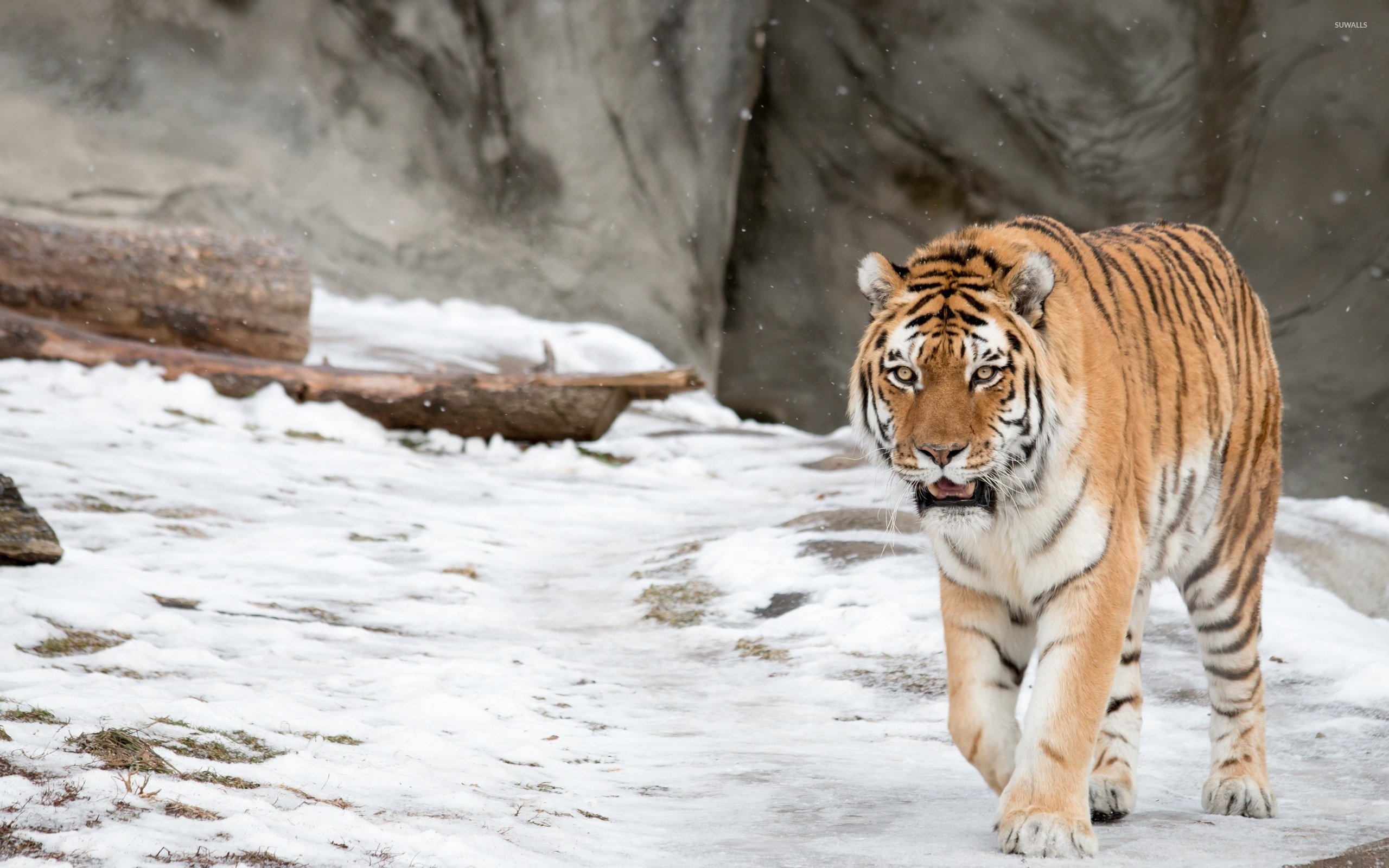 Tiger in the snow wallpaper   Animal wallpapers   43205 1680x1050