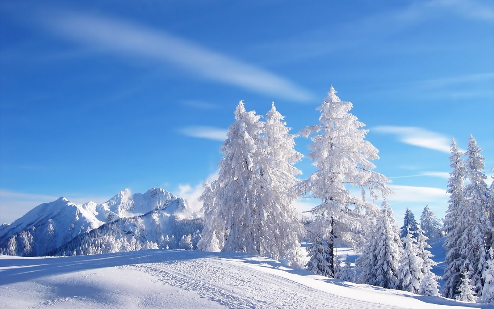 Winter wallpaper met veel sneeuw op de bomen en struiken 1600x1000
