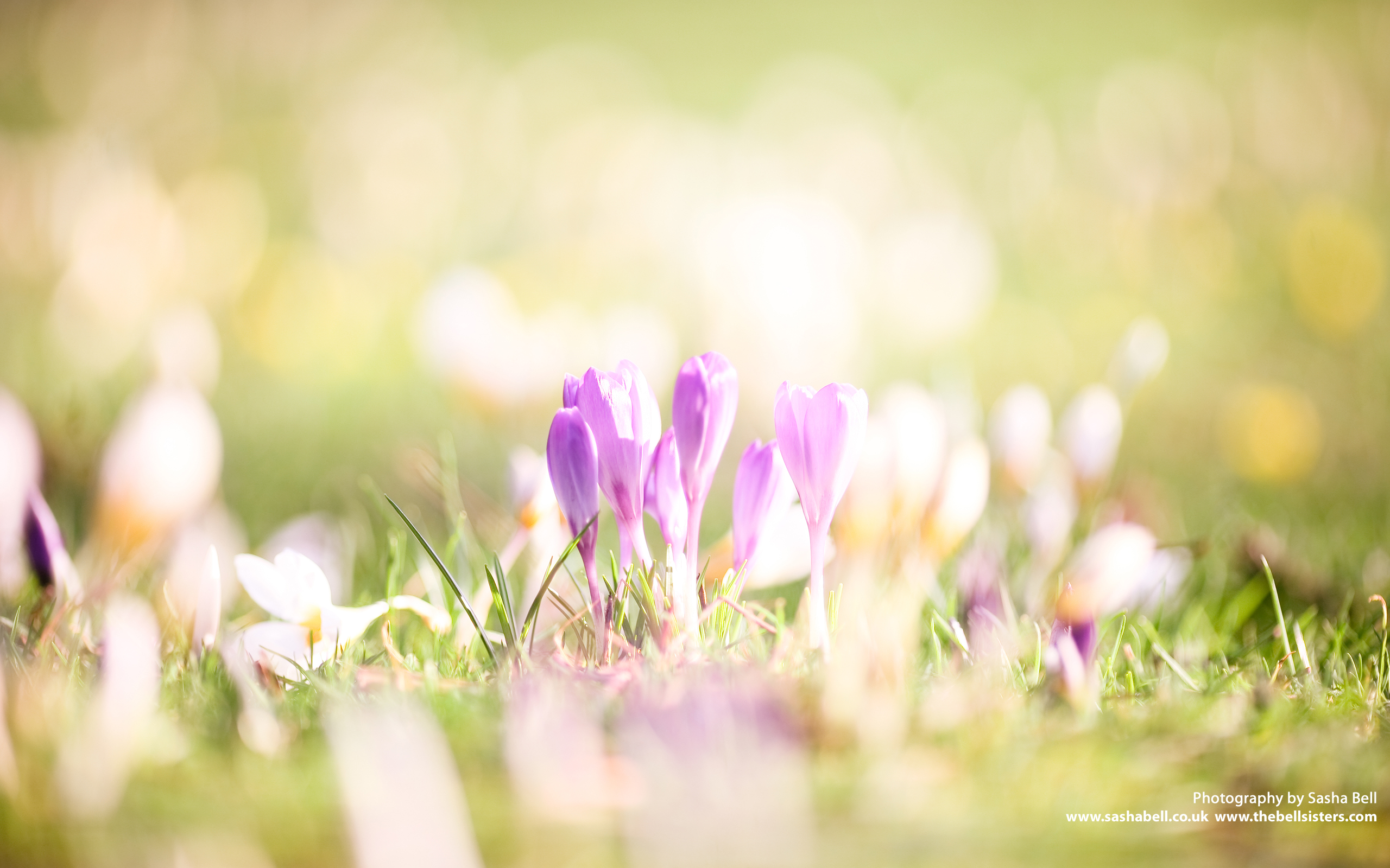  Free Download Early Spring March Wallpaper Flickr Photo Sharing 