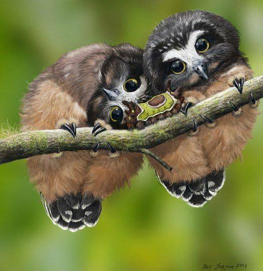 Cute Baby Owls With Big Eyes Watch A Caterpillar I Love Nature
