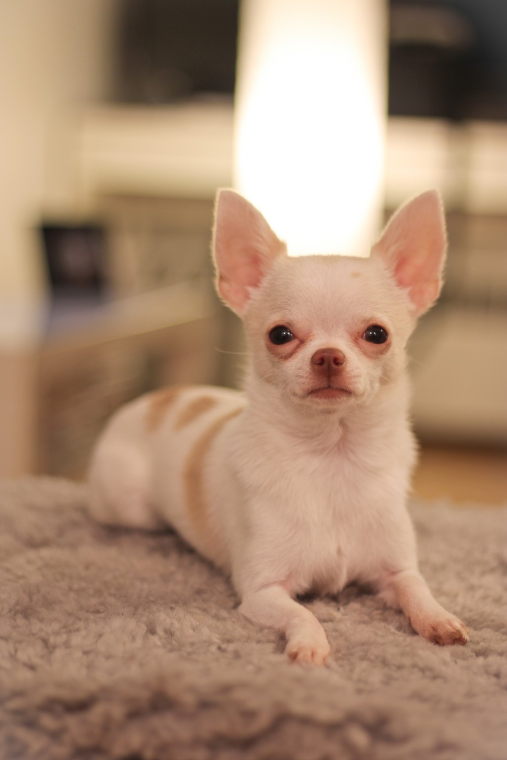 Toy Chihuahua HD Wallpaper Animals
