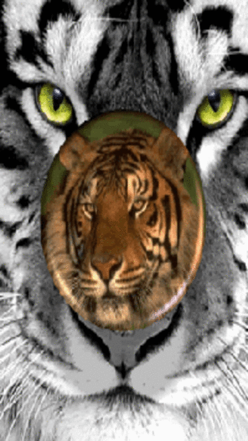Tiger Medal Screensaver Wallpaper360x640 Wallpaper