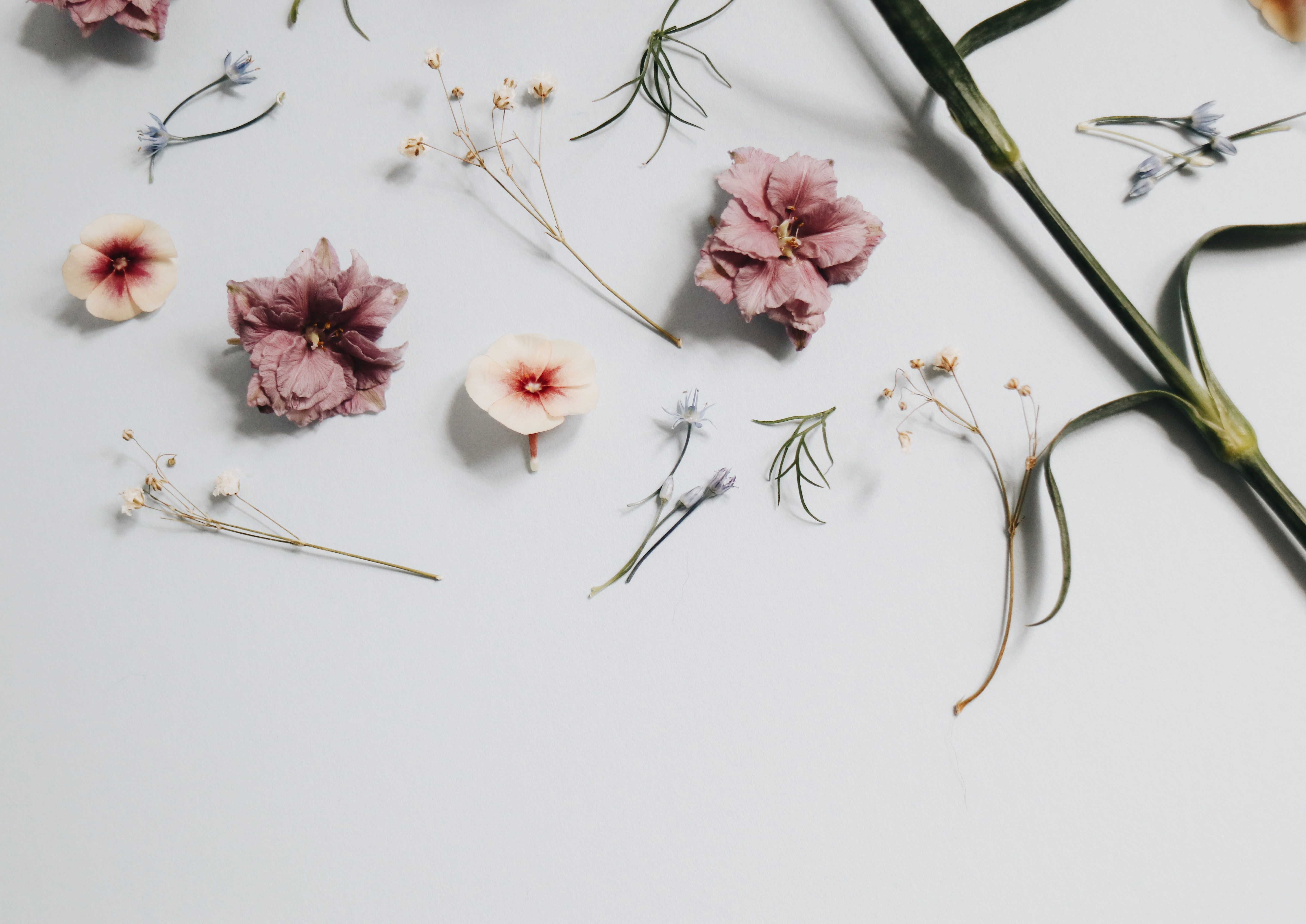 Minimalist Plant Wallpaper On