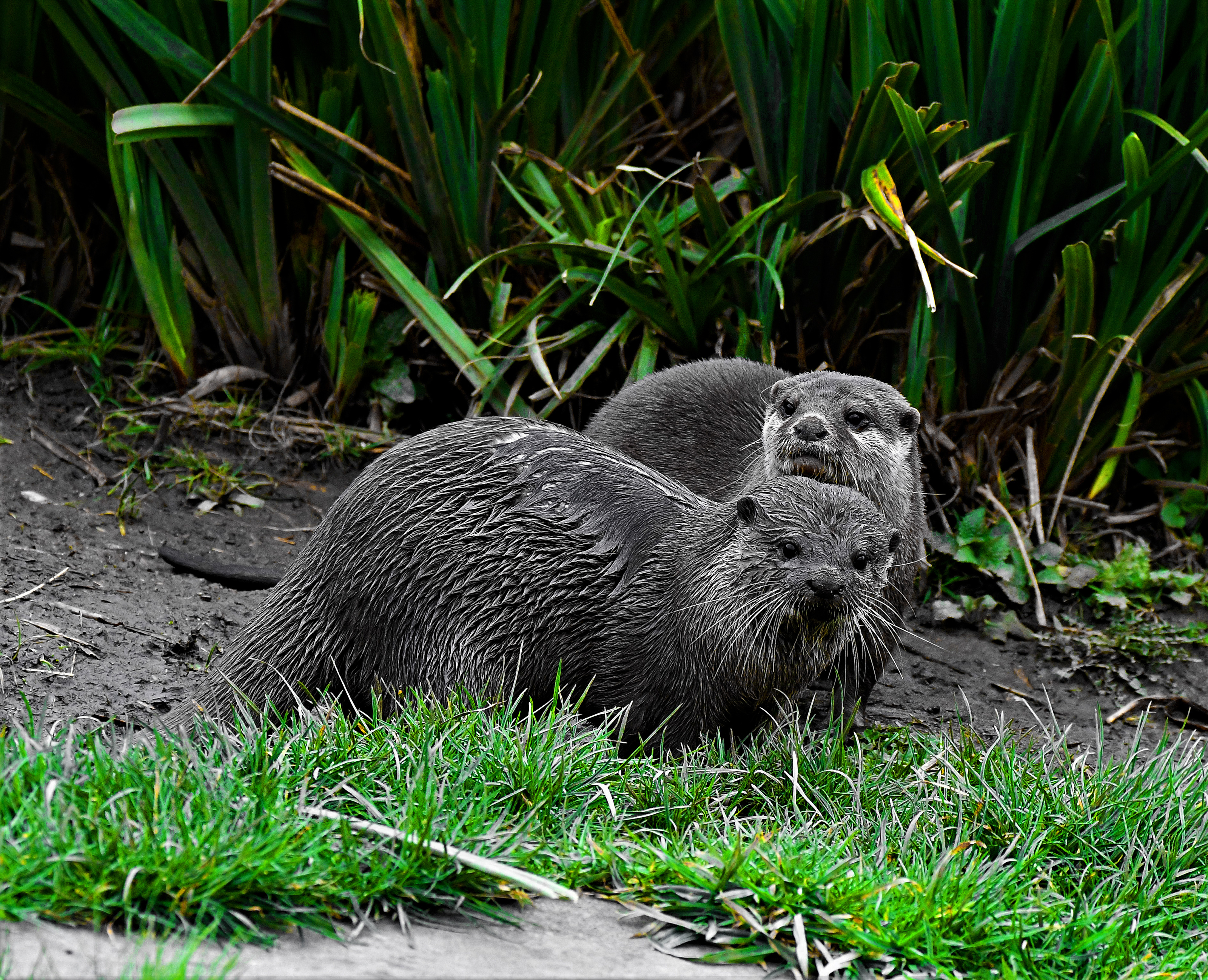 Asian Small Clawed Otter By Biffobear Caedes Desktop Wallpaper