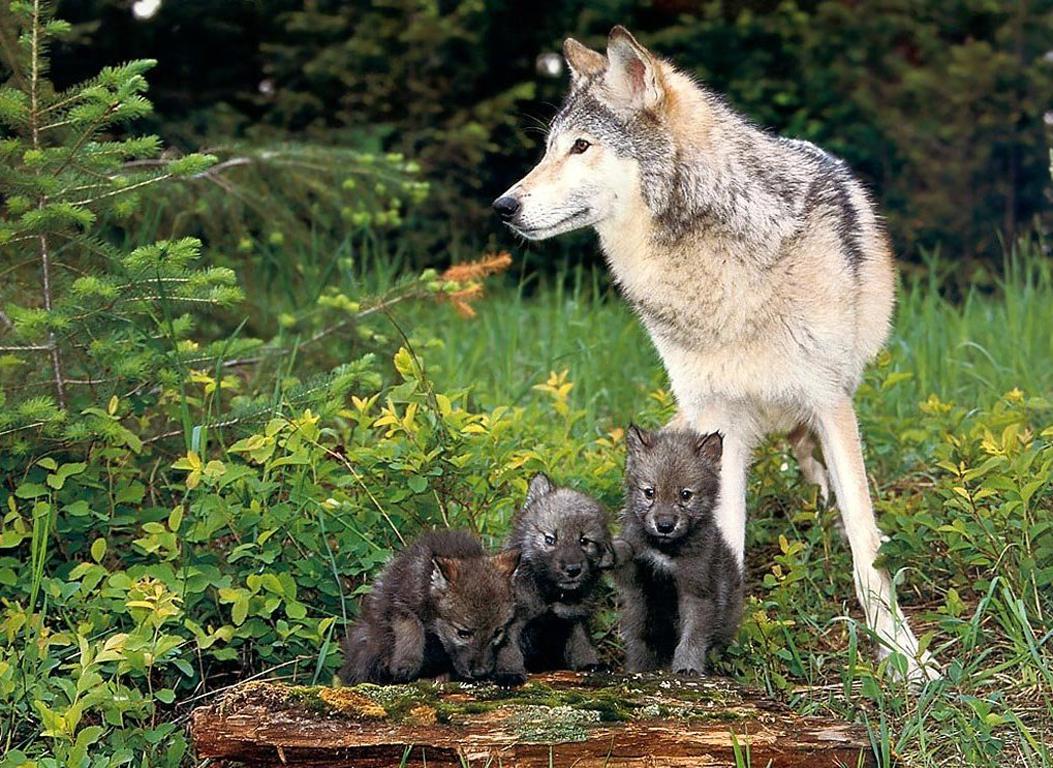 Timber Wolf High Quality And Resolution Wallpaper On