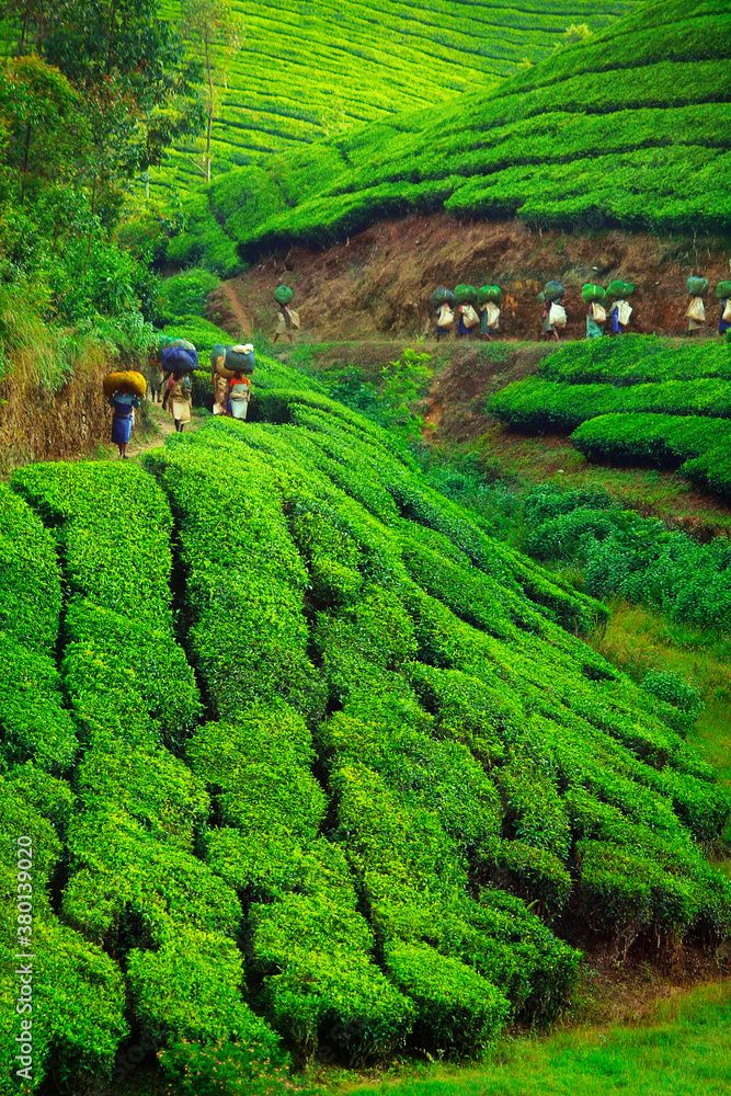 Tea Garden Worker Wallpaper