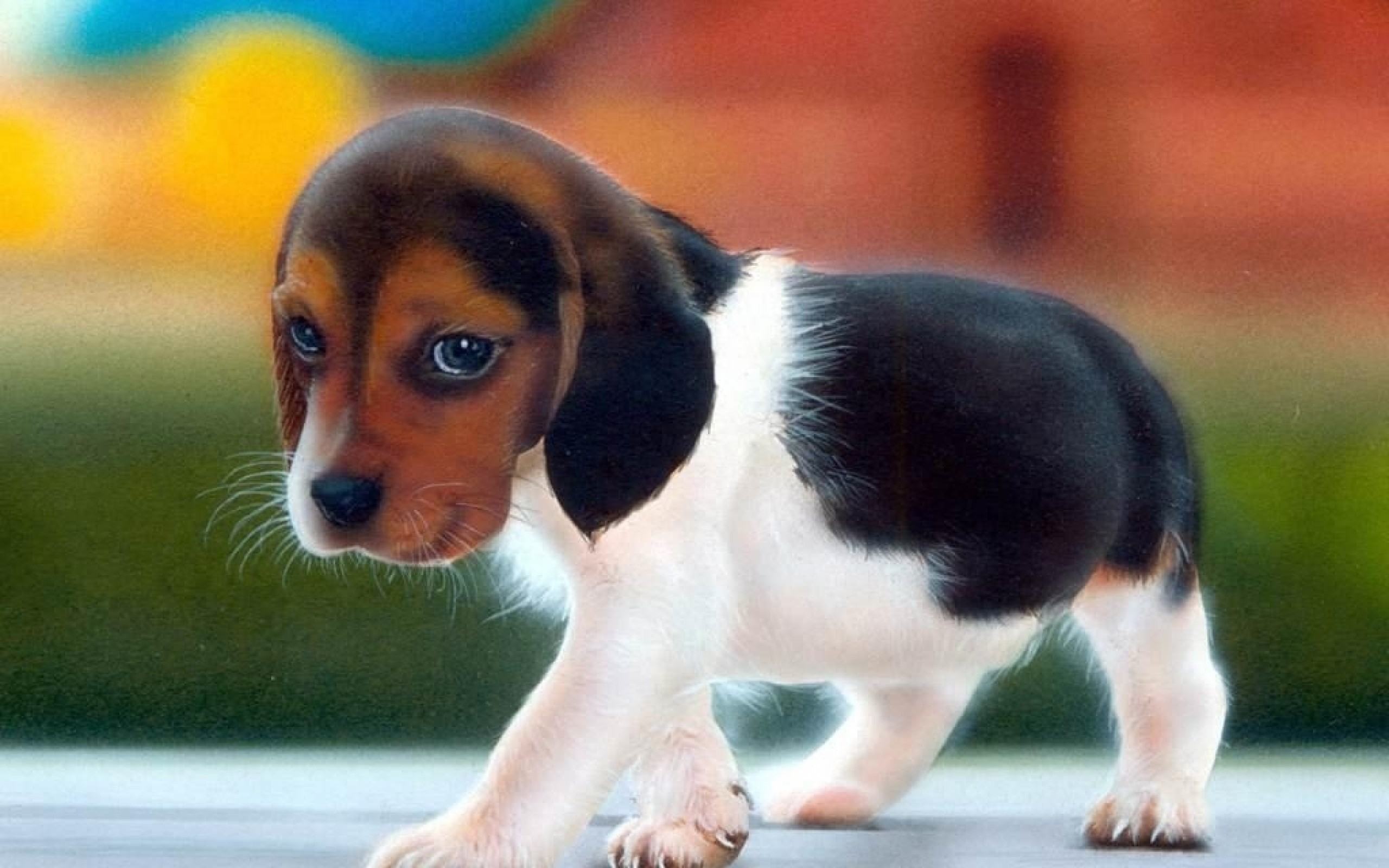 Beagle HD Wallpaper Background Image