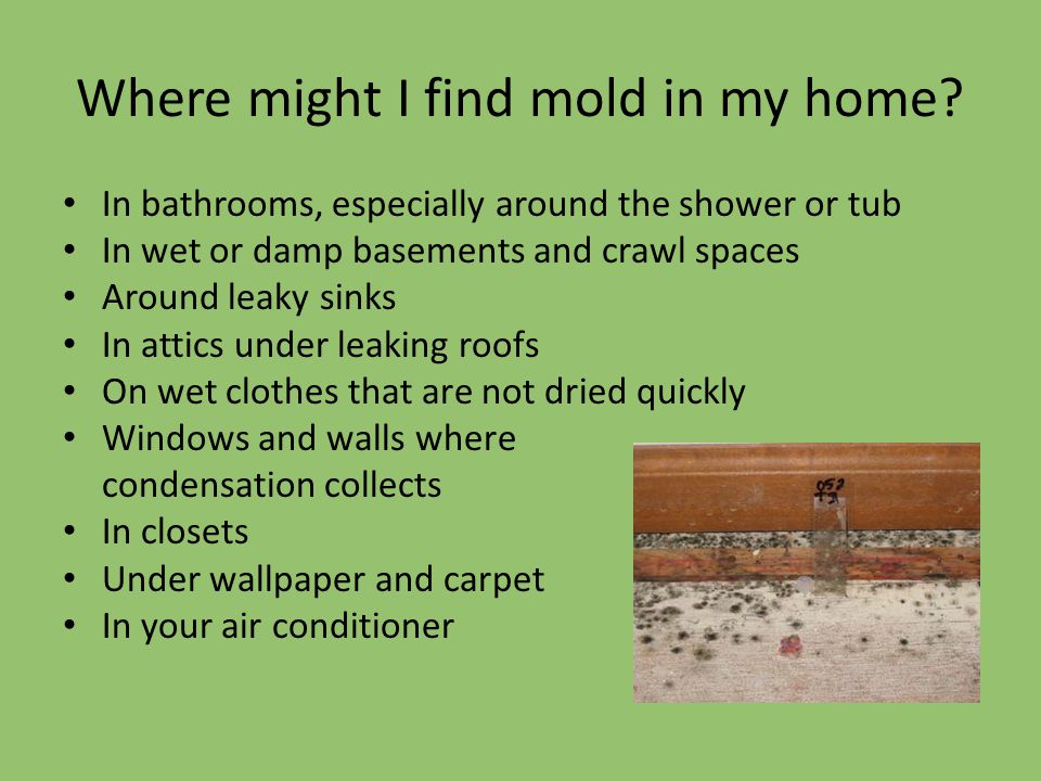 Where Might I Find Mold In My Home Bathrooms Especially Around