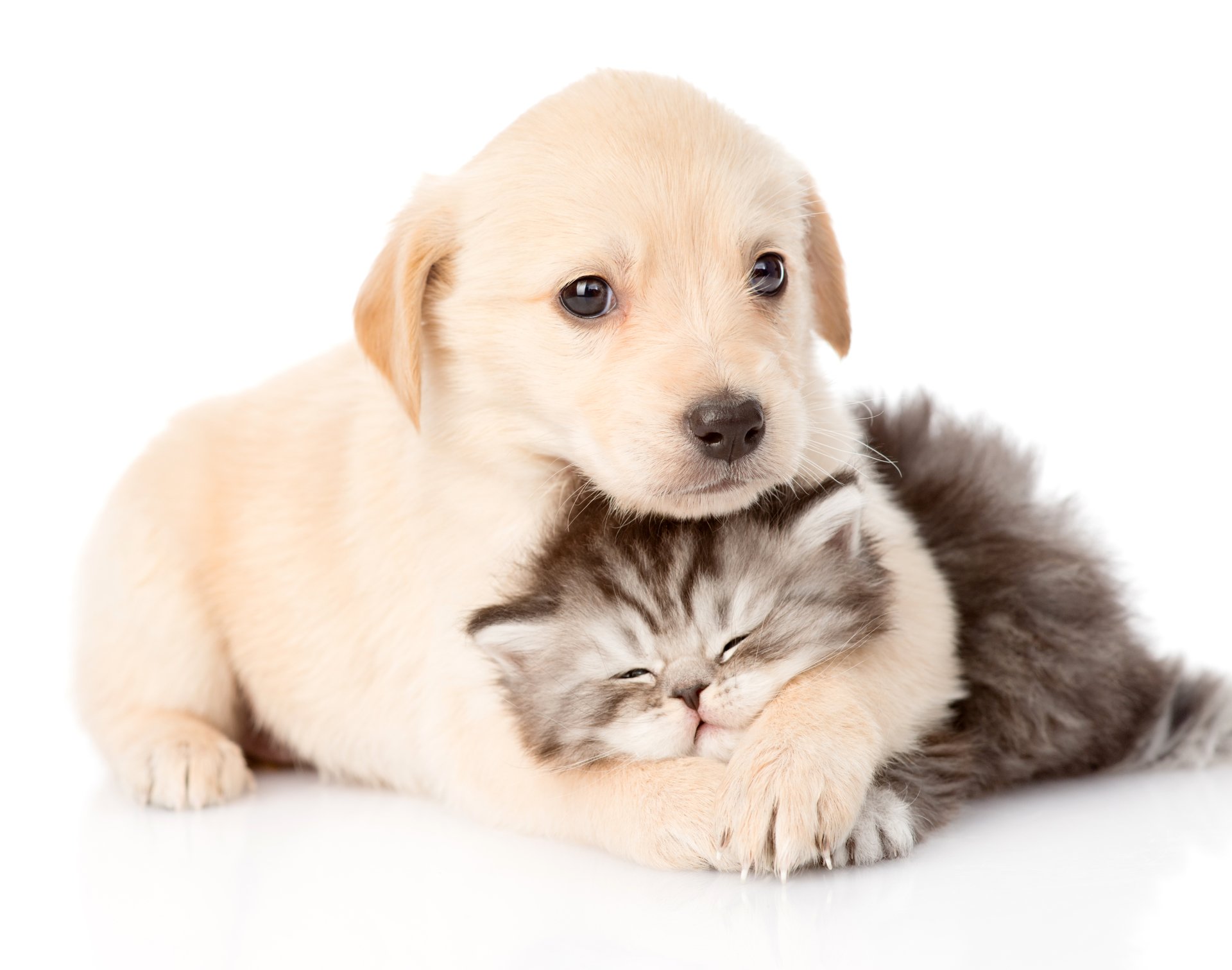 Free download 40 4K Cat Dog Wallpapers Background Images ...