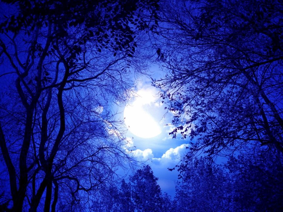 Blue Moonlight Through Trees Wallpaper