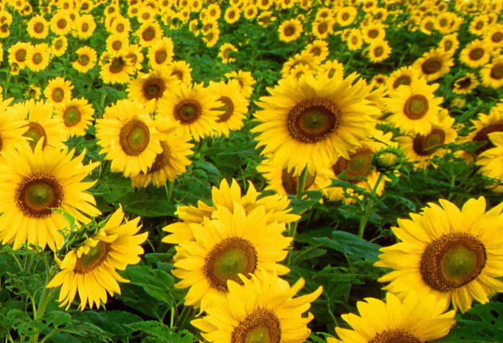 Sunflower Xp Wallpaper Desktop