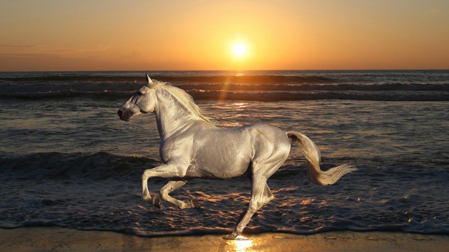 White Horse Galloping Beach Sea Waves Sunset Desktop