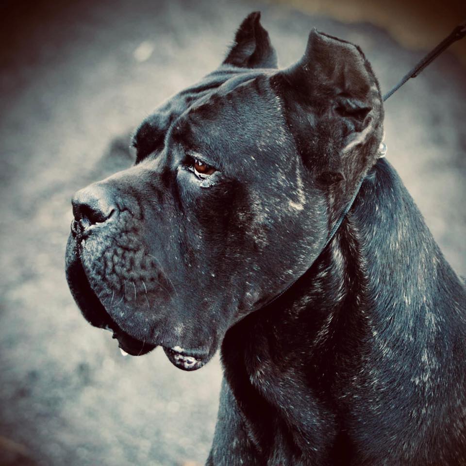 Download Cane Corso wallpapers for mobile phone free Cane Corso HD  pictures