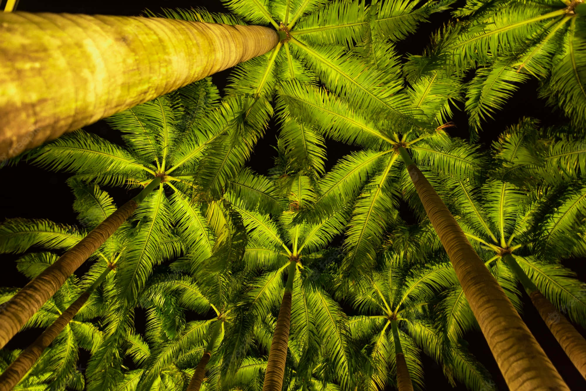 Palm Tree Desktop Wallpaper