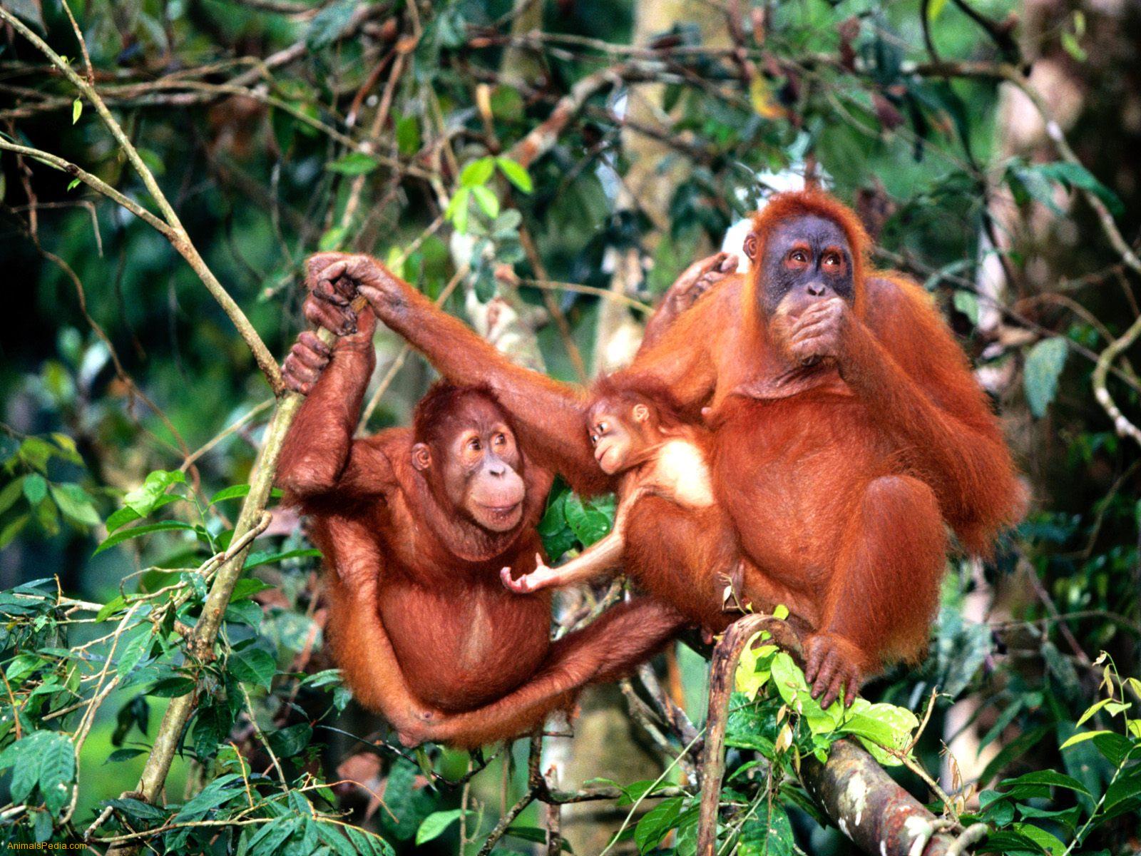 Orangutan Wallpaper X