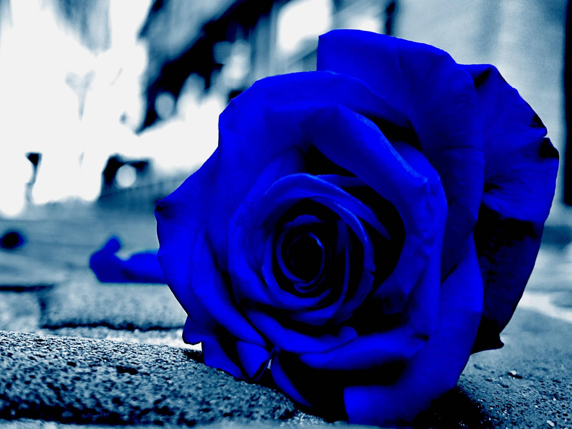 Top Rose Aesthetic Wallpaper Full HD 4k To Use