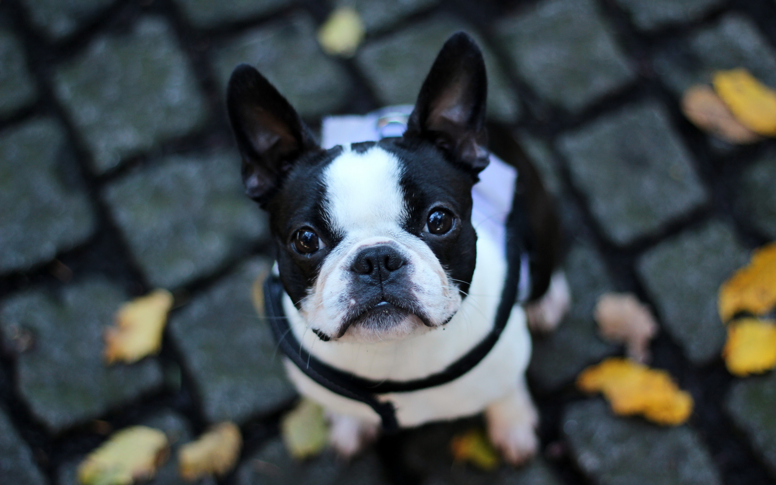 French Bulldog Full HD Wallpaper And Background