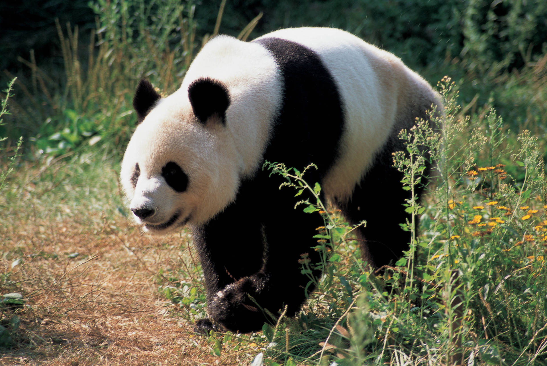Panda Wallpaper