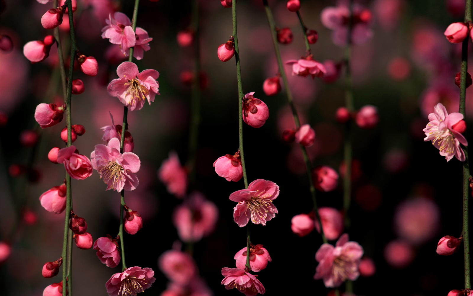 wallpaper for desktop, laptop | nf15-pink-blossom-nature-flower-spring-love