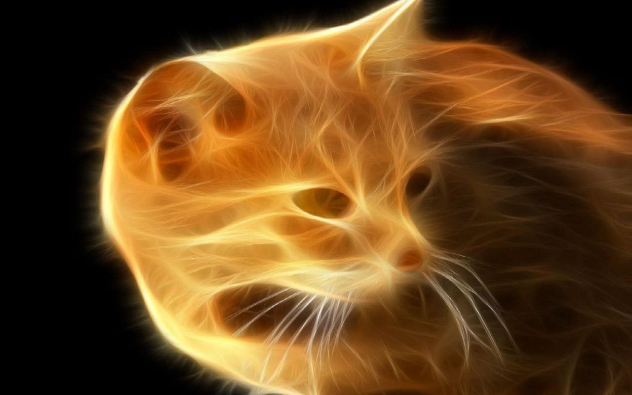 Fire Cat Cats Wallpaper